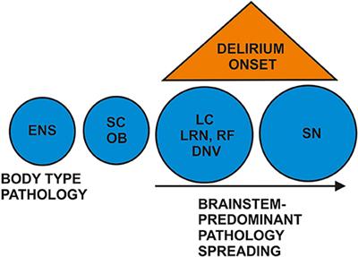 Delirium-Onset of Prodromal Dementia With Lewy Bodies—Putative Brainstem-Related Pathomechanism and Clinical Relevance